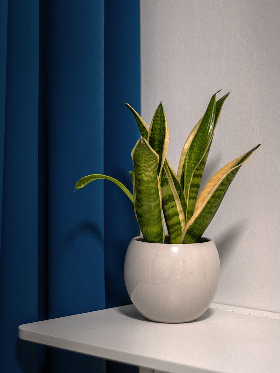Svokrine jazyky - zelená rastlina v bielom kvetináči